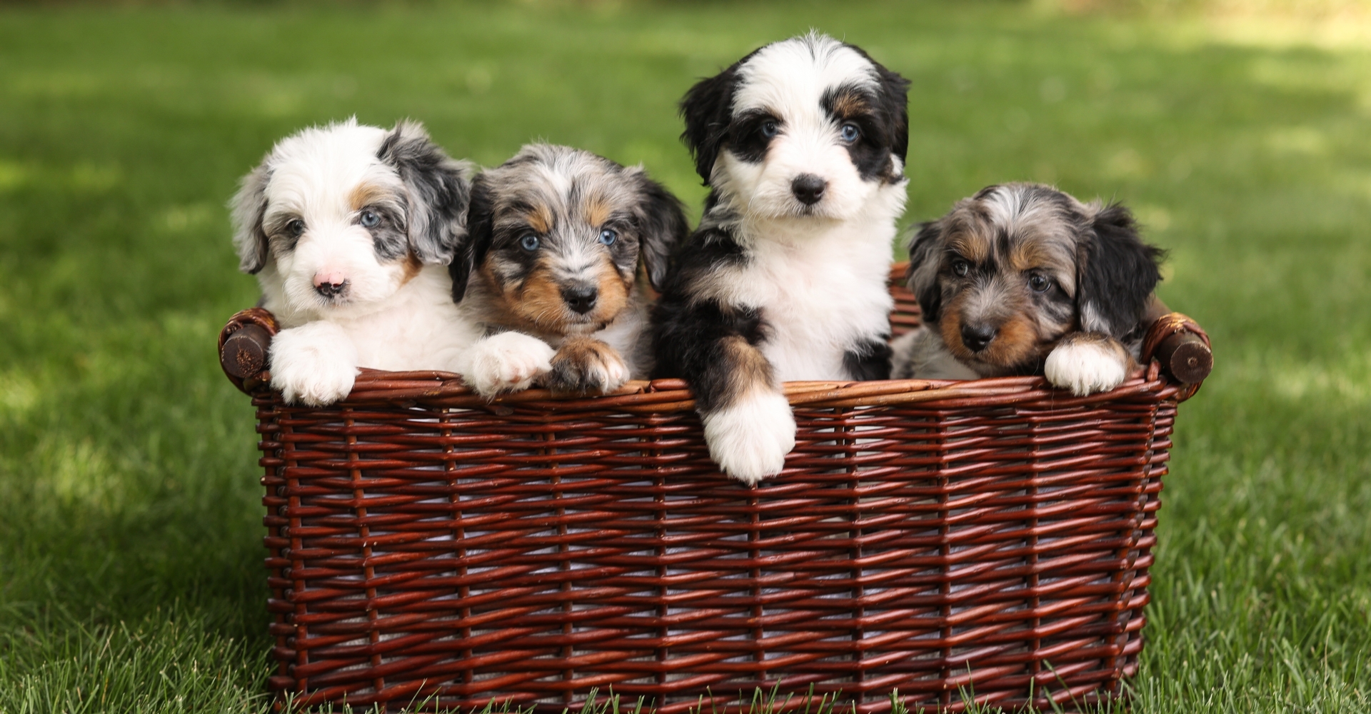 F1 Mini Aussiedoodles Basket.jpg